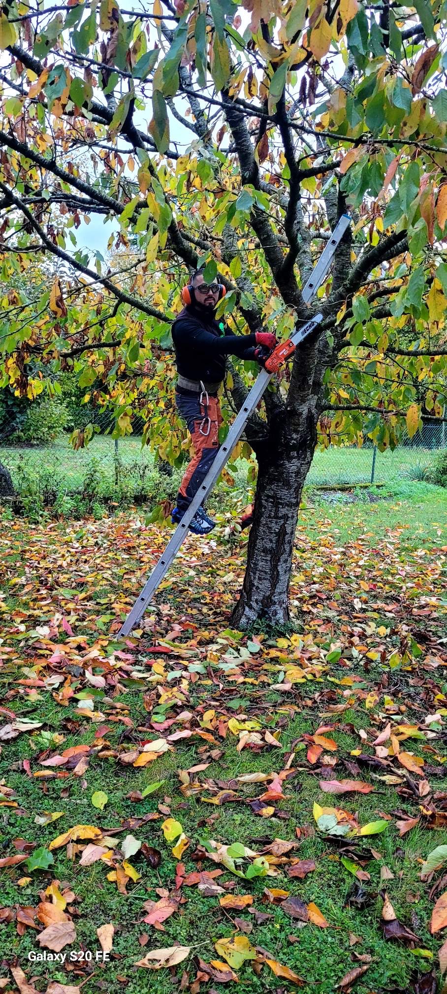 Intervention élagage professionnel Tours Indre-et-Loire élagueur certifié